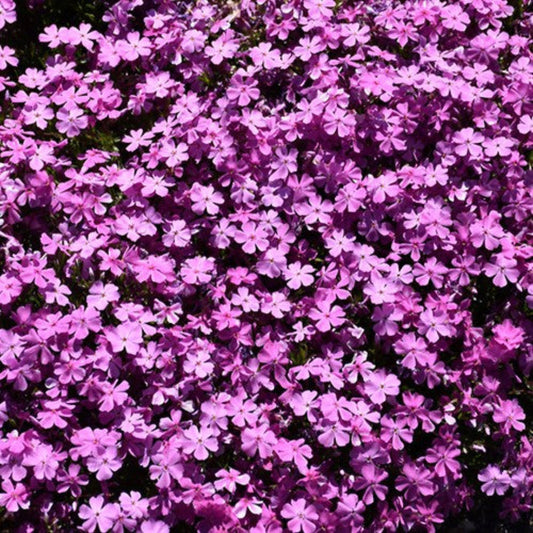 Purple Creeping Phlox garden plant
