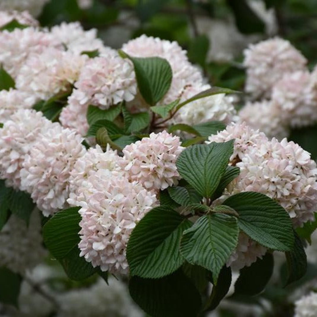 Kern's Pink Snowball Viburnum Shrub with Large Pink-White Flower Clusters
