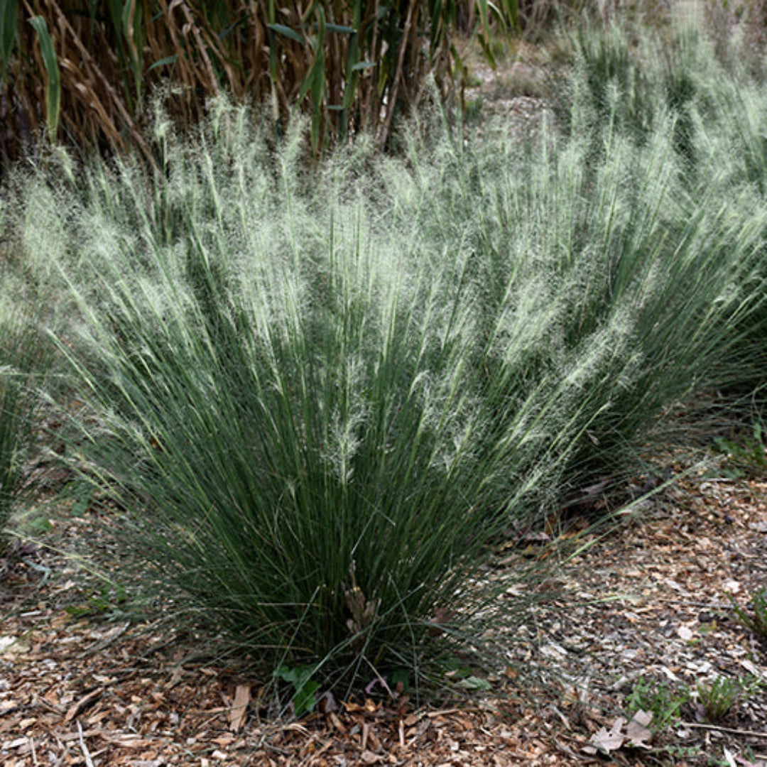 White Cloud muhly grass with airy white flower plumes