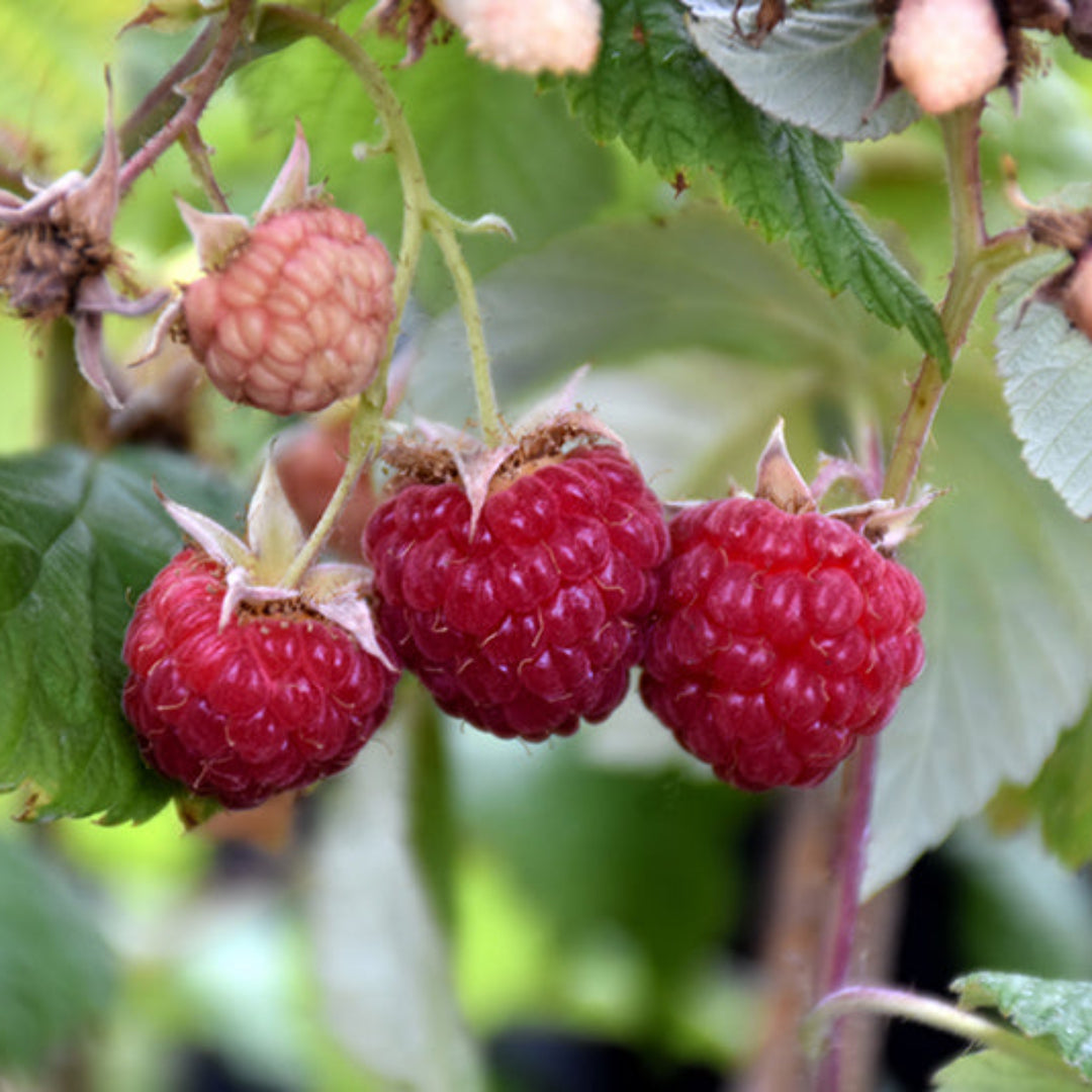 Young Heritage Raspberry plant showing new growth and upright canes