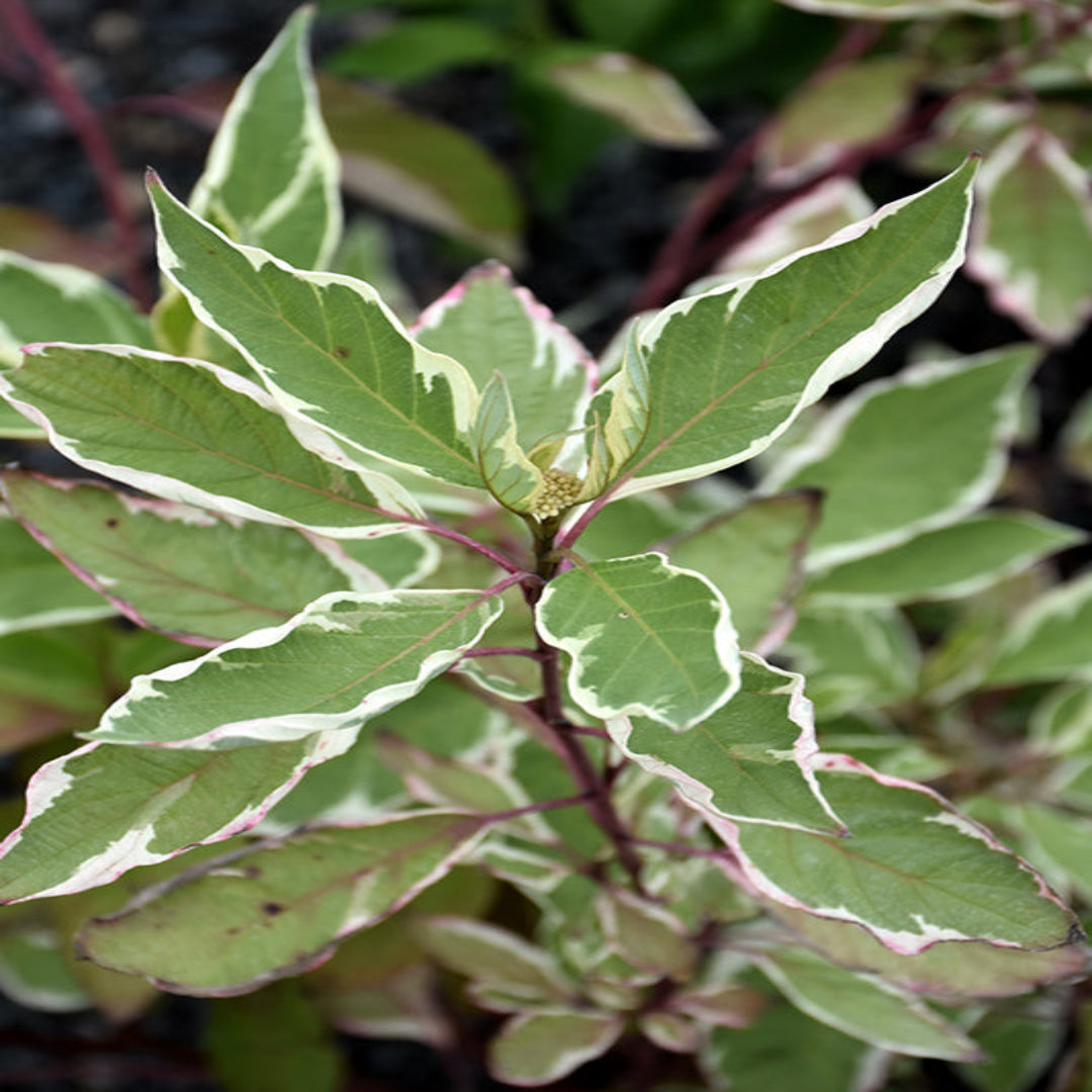 Leaf detail of Strawberry Daiquiri Dogwood Shrub