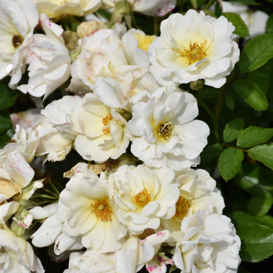 White Drift Rose brightening sunny garden bed