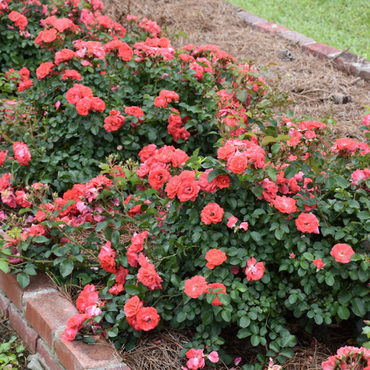 Bright coral petals highlight dense Coral Drift Rose growth
