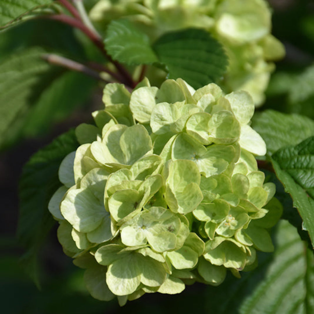 Lime Martini Viburnum – Compact Evergreen Shrub with Golden Green Leaves