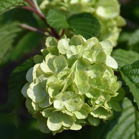 Lime Martini Viburnum – Compact Evergreen Shrub with Golden Green Leaves