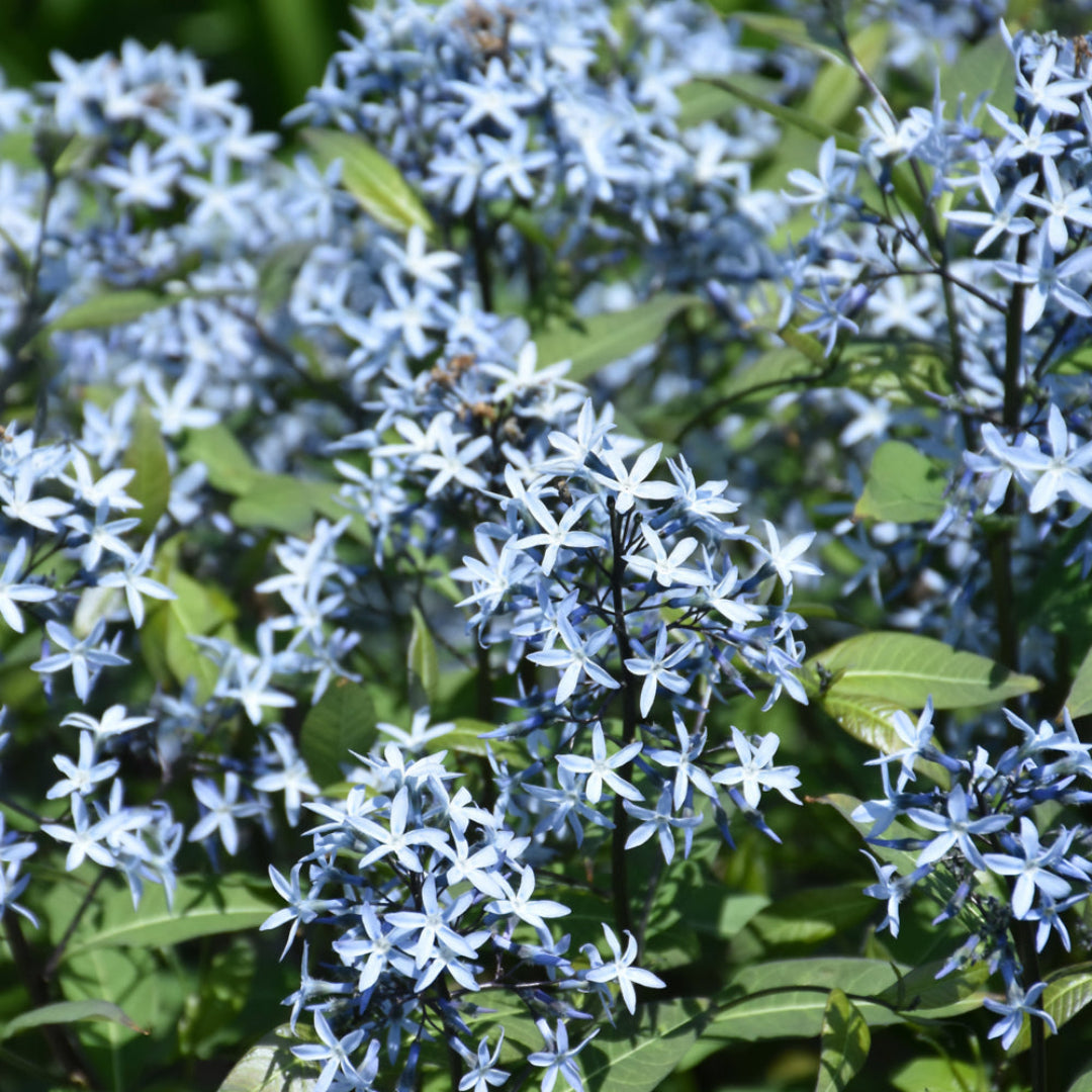 'Storm Cloud' Bluestar – flowering perennial