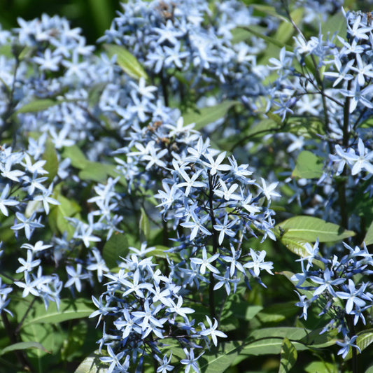 'Storm Cloud' Bluestar – flowering perennial