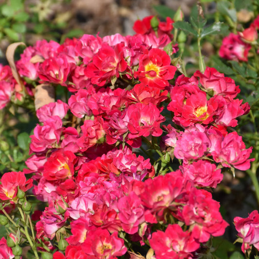 Soft pink blossoms cluster across Pink Drift Rose foliage