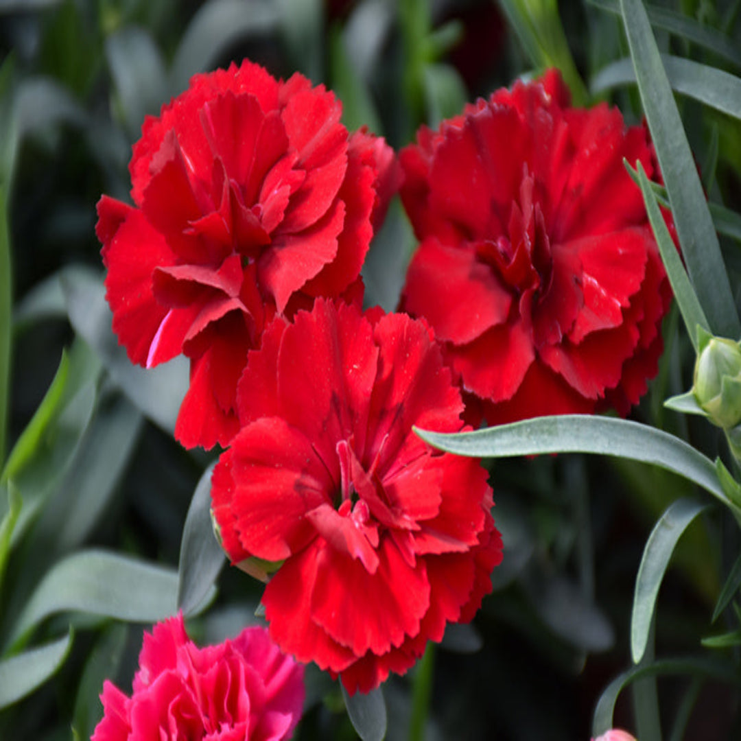 Dianthus Oscar 'Dark Red' – evergreen shrub