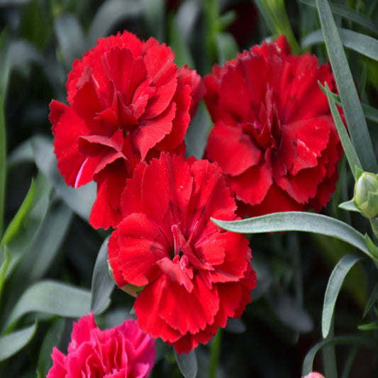 Dianthus Oscar 'Dark Red' – evergreen shrub