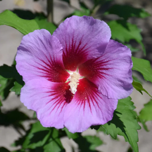 Tall Purple Pillar hibiscus shrub in landscape planting