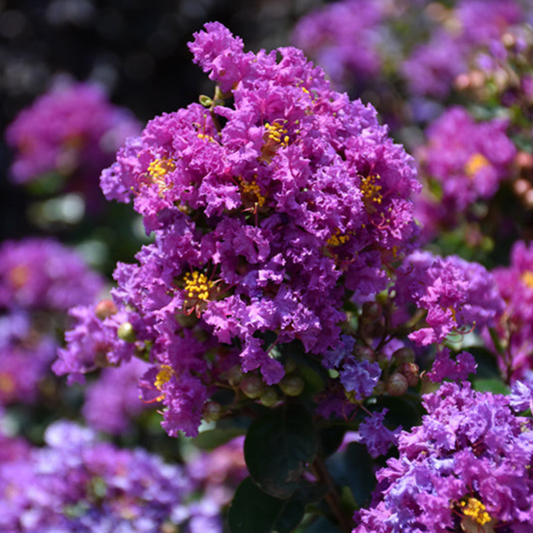 Purple Magic Crape Myrtle – True Rich Purple Dwarf Bloomer – flowering shrub