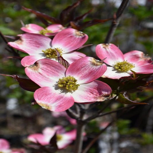 Bare Coral Red Dogwood tree showing red twigs
