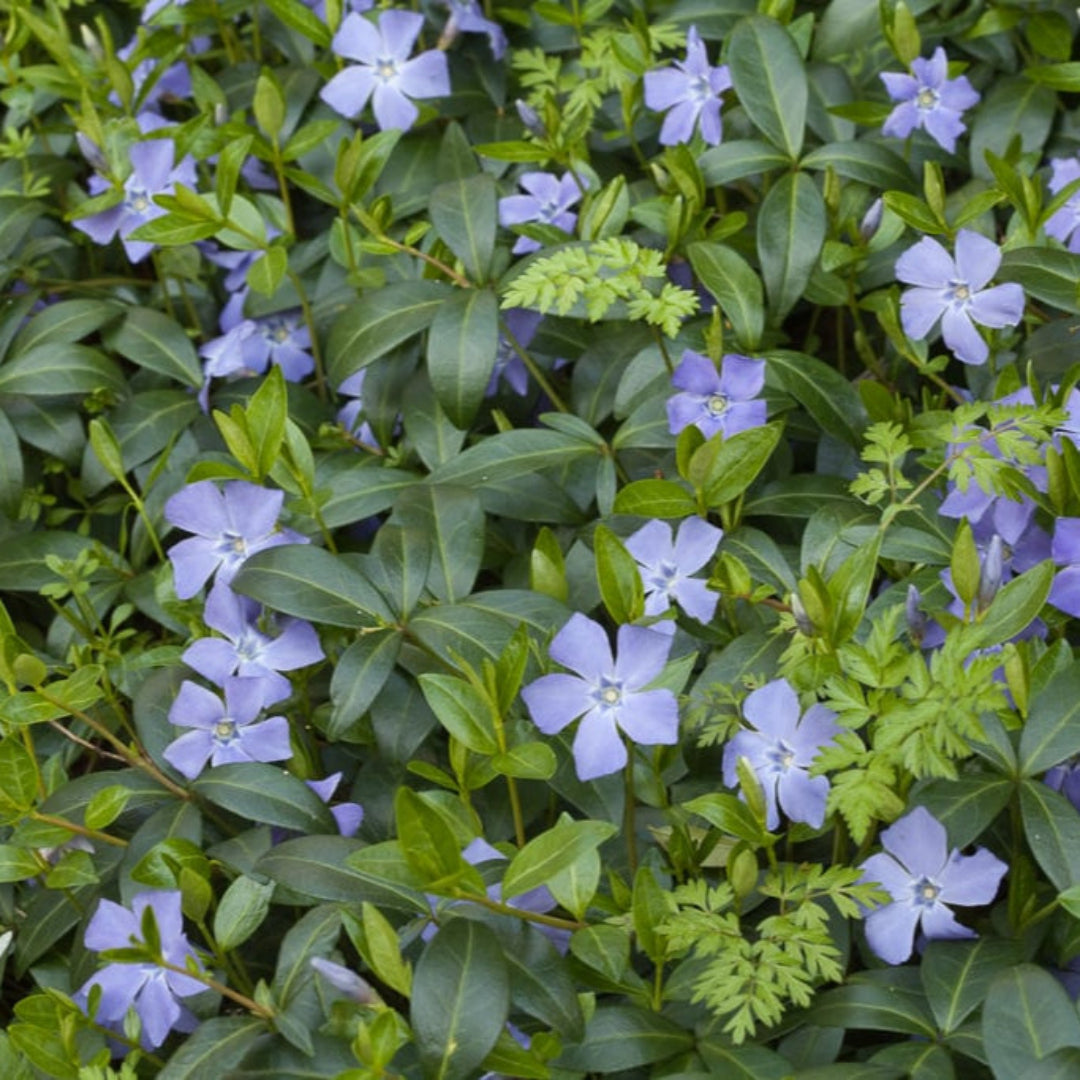 Vinca Minor plant in nursery pot ready for planting outdoor gardens