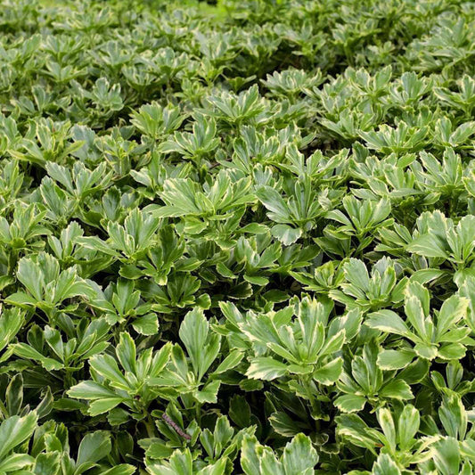 Pachysandra Terminalis Silver Edge plant cluster