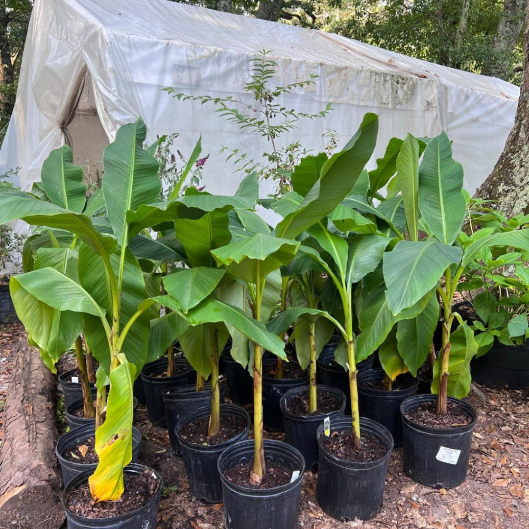 Japanese ornamental banana plant in full sun