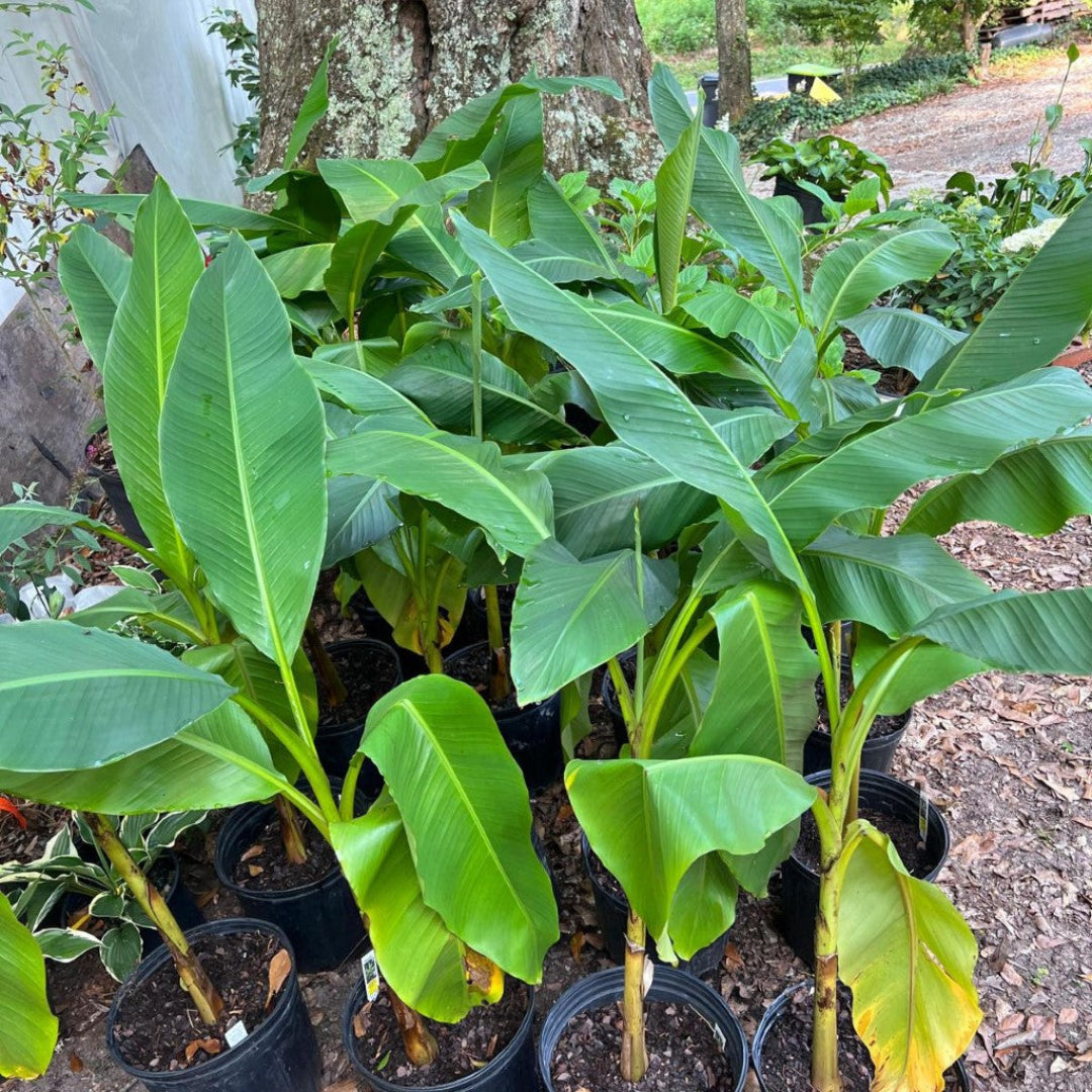 Tropical banana tree for patio or garden