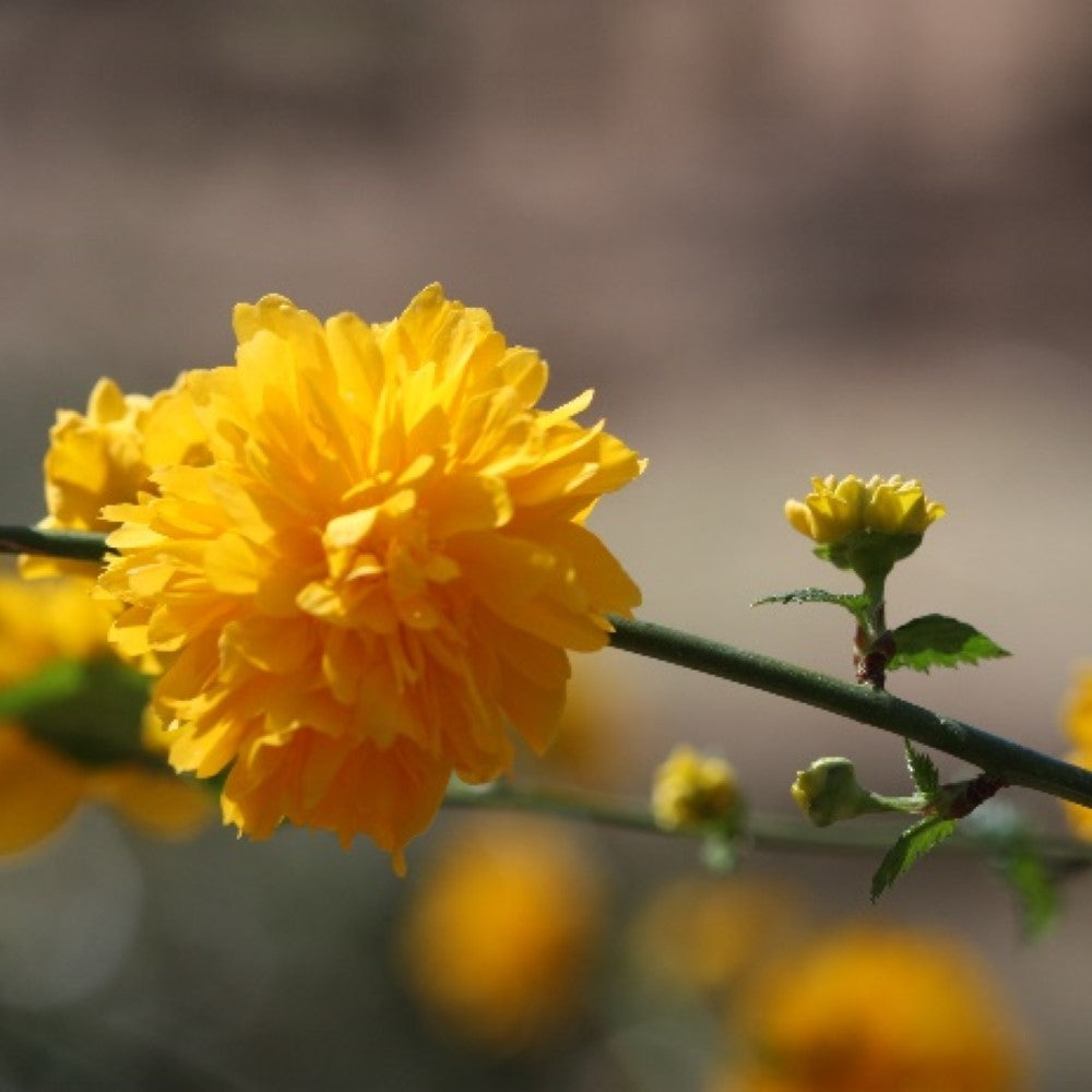 Japanese Kerria shrub with bright yellow spring flowers growing in a garden