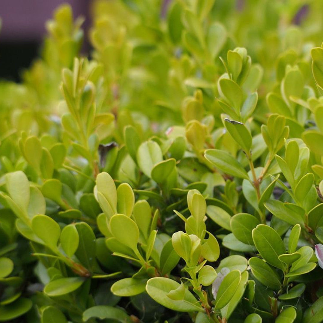 Close up of Japanese boxwood leaves and foliage texture