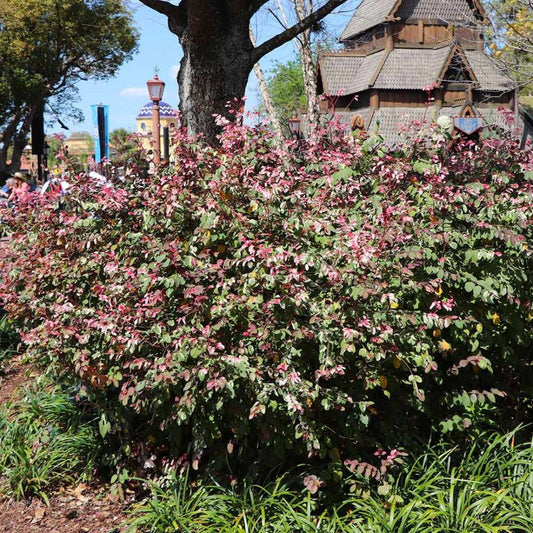 Variegated Jazz Hands Loropetalum shrub