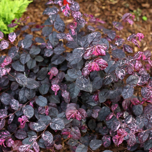 Healthy Jazz Hands Loropetalum plant