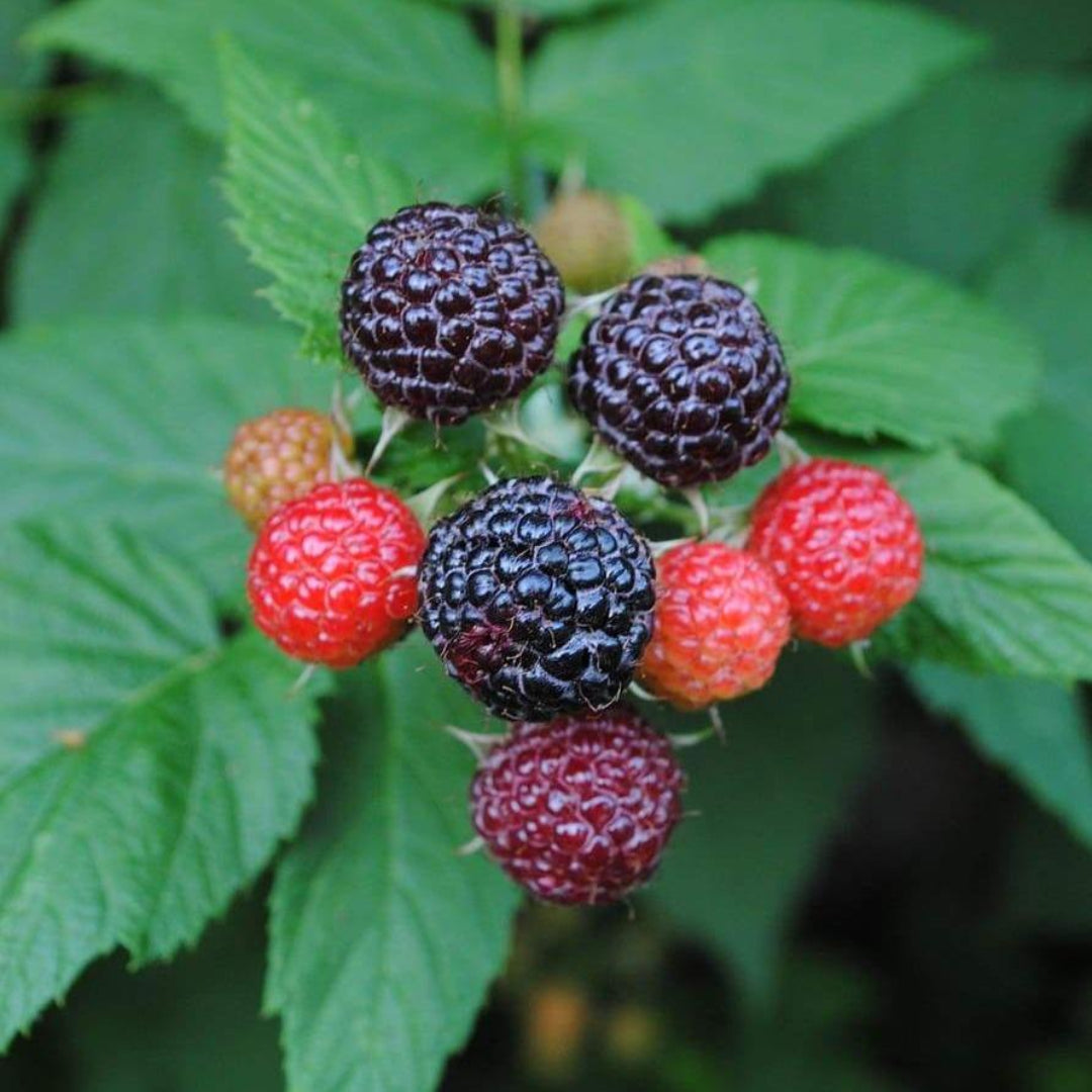 Close-up of black raspberry berries on Jewel variety plant