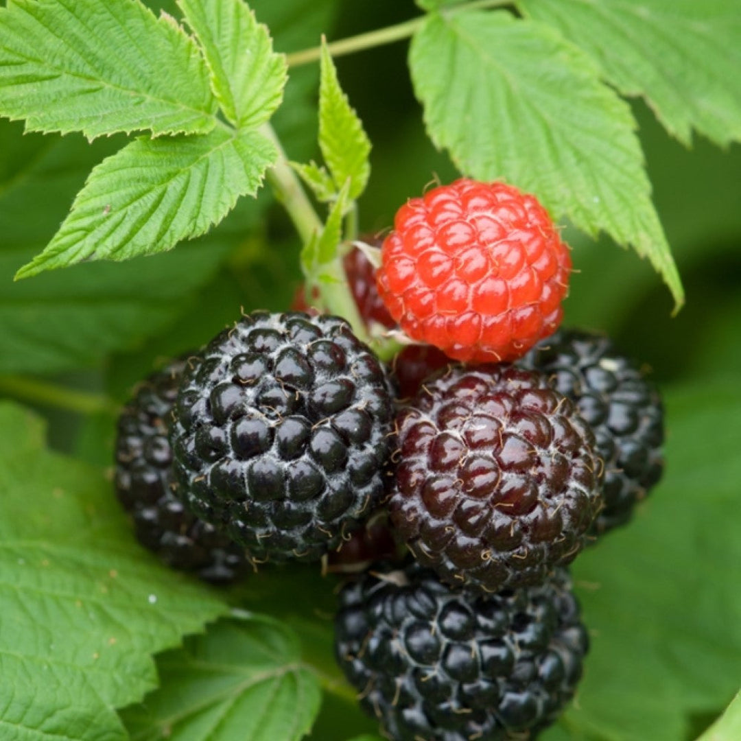 Jewel Black Raspberry bush showing strong stems and fresh foliage