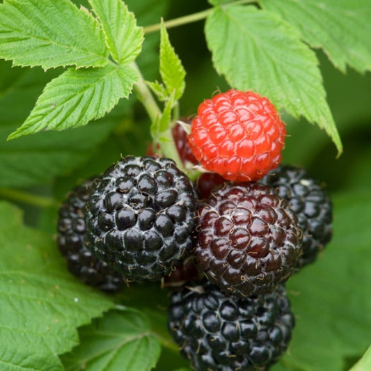 Jewel Black Raspberry bush showing strong stems and fresh foliage