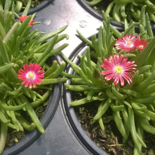 Jewel of Desert series ice plant colorful flower collection