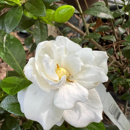 Jubilation gardenia plant in pot with fresh white flowers