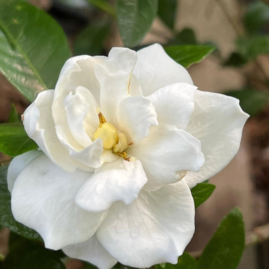 Jubilation gardenia shrub with glossy green leaves and white fragrant blooms