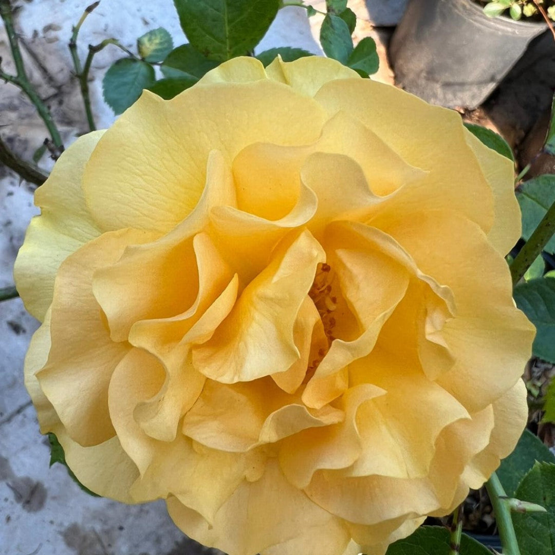 Full Julia Child Rose plant in bloom showing vibrant yellow roses on healthy stems