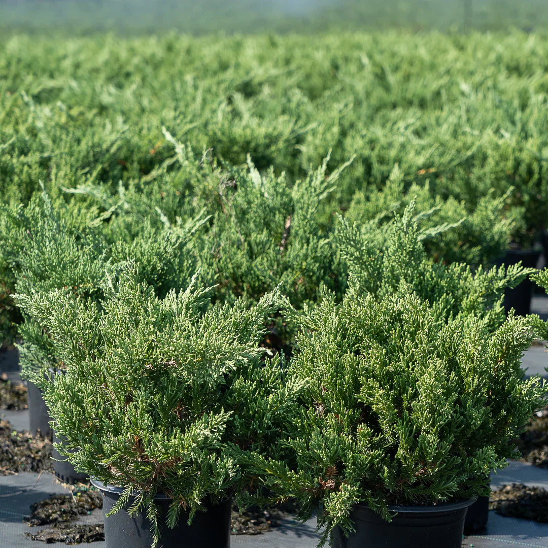 Parsoni Juniper compact evergreen shrub