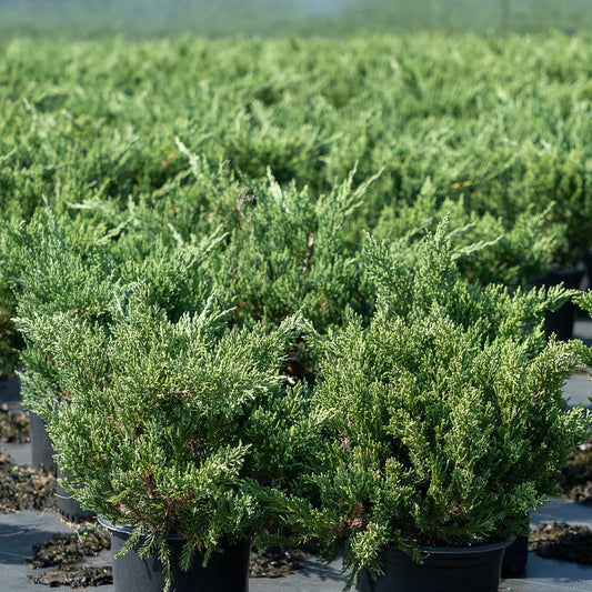 Parsoni Juniper compact evergreen shrub