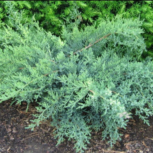 Nick's Compact Juniper – groundcover