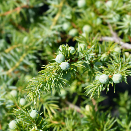 Blue Pacific Juniper foliage close-up