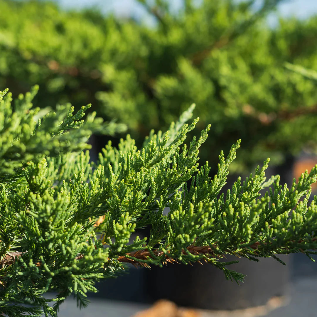 Parsoni Juniper shrub for borders and gardens