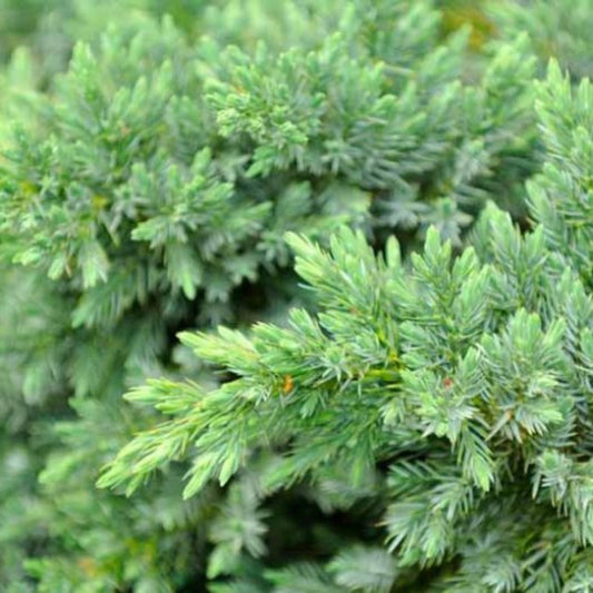 Blue Pacific Juniper low-growing evergreen plant