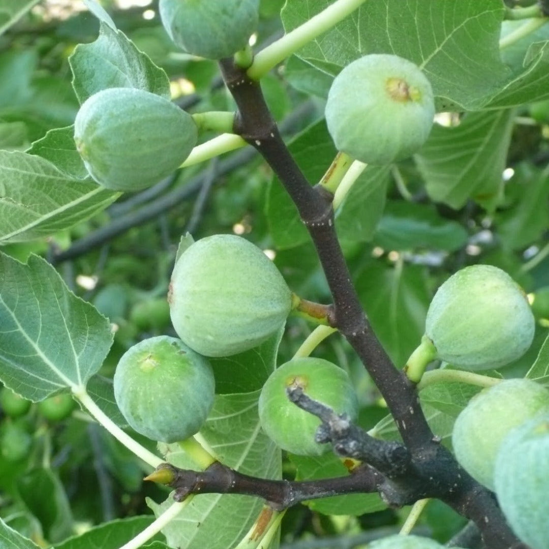 Kadota Fig Tree showing yellow-green fig fruits