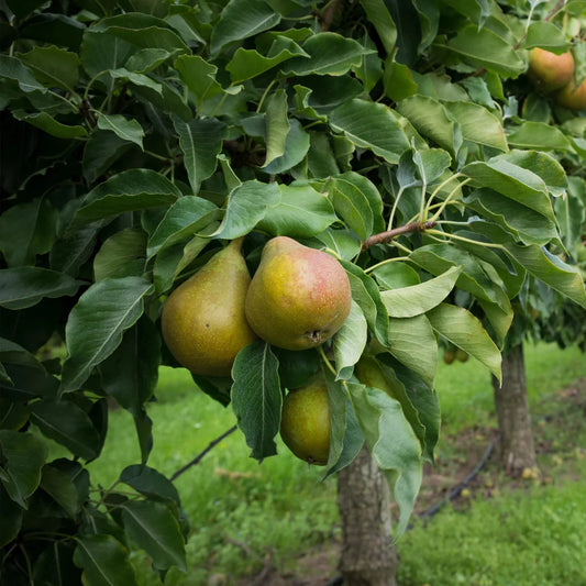 Kieffer pear tree 1 gallon size live fruit tree plant