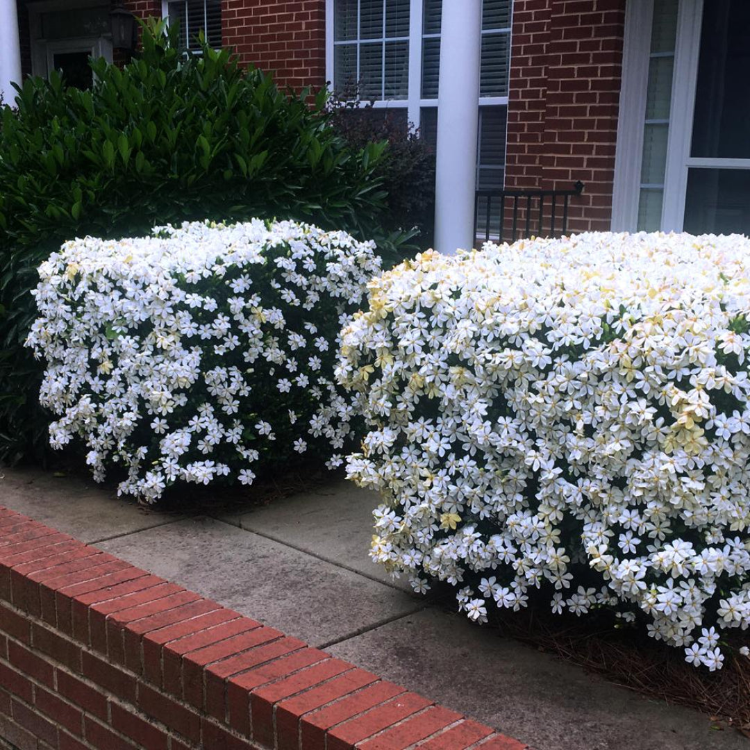 Hardy Gardenia Plant for Containers or Borders