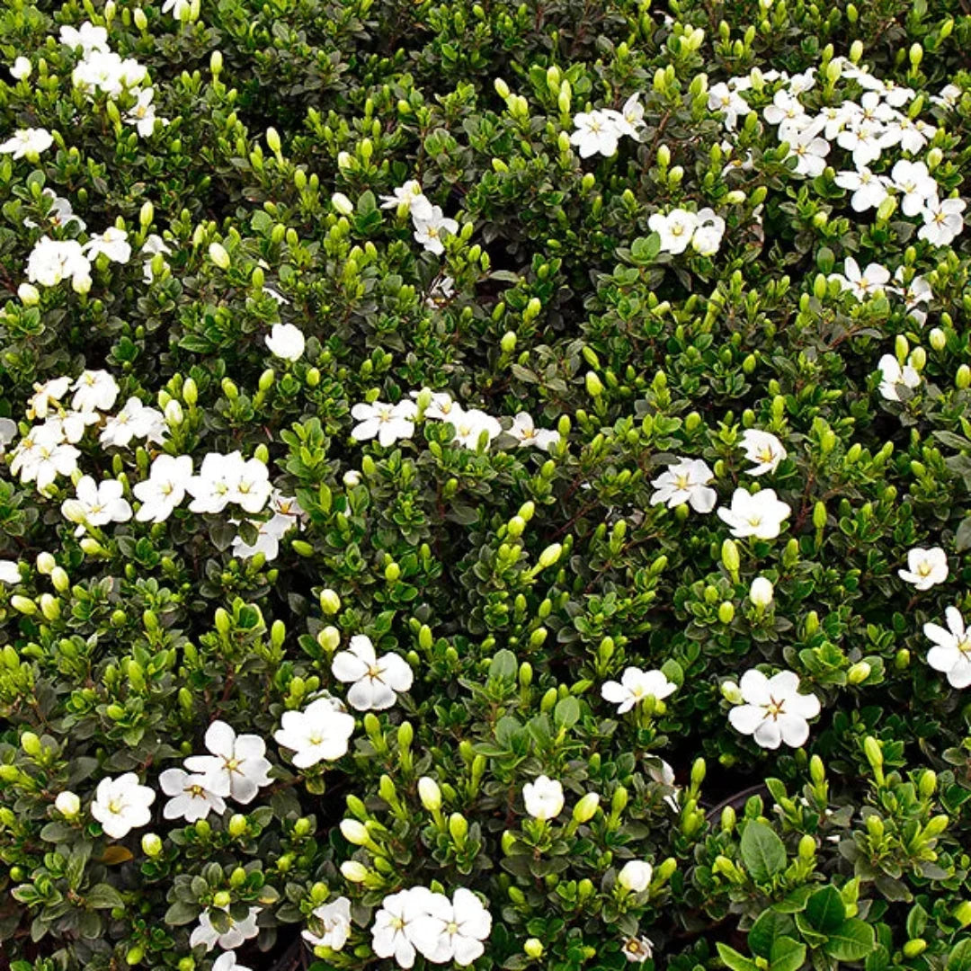 Cold Hardy Gardenia Jasminoides Flowering Shrub