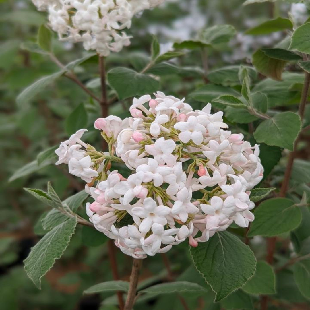 Korean Spice Viburnum Shrub with Dark Green Leaves and Fragrant Blooms