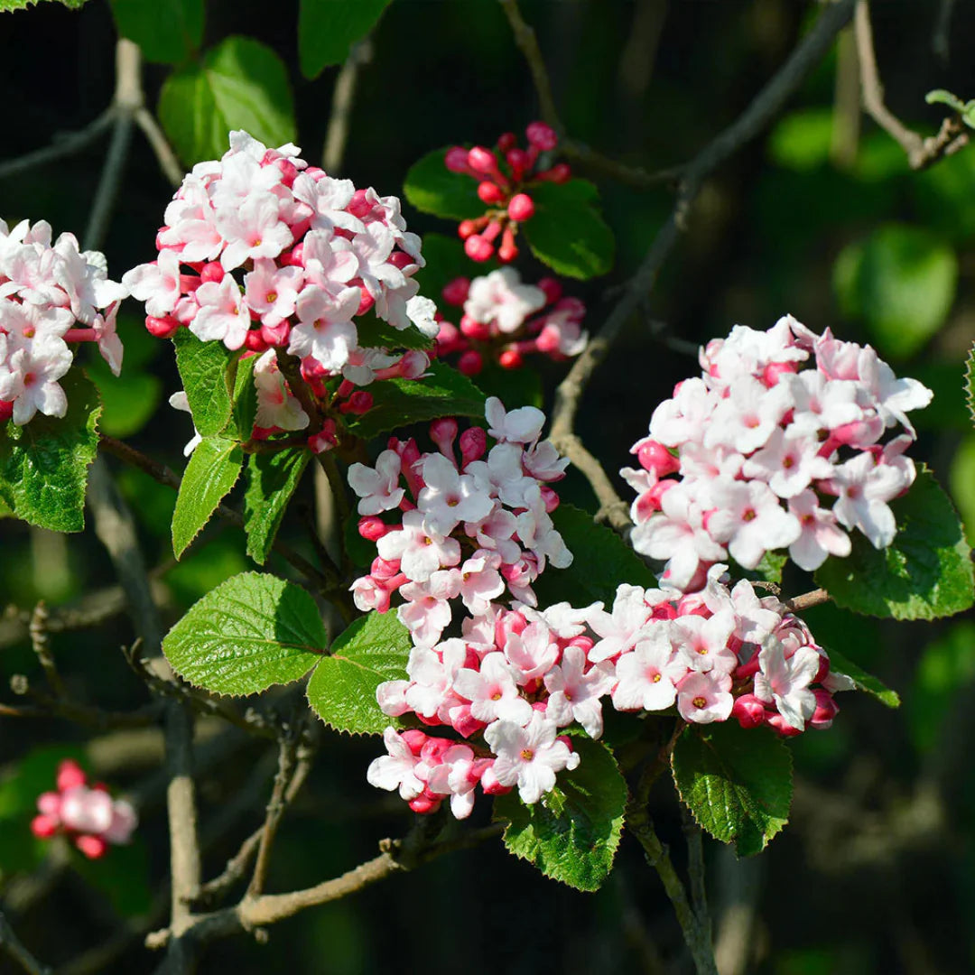 Korean Spice Viburnum Shrub Featuring Round Clusters of Pinkish-White Flowers