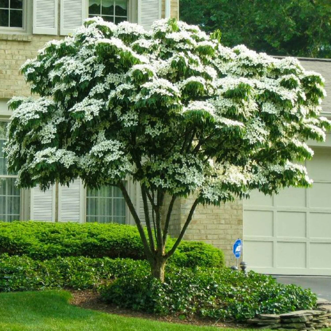 Kousa Dogwood Tree ( Spring Pre-Order ) - 2 Gallon – flowering tree