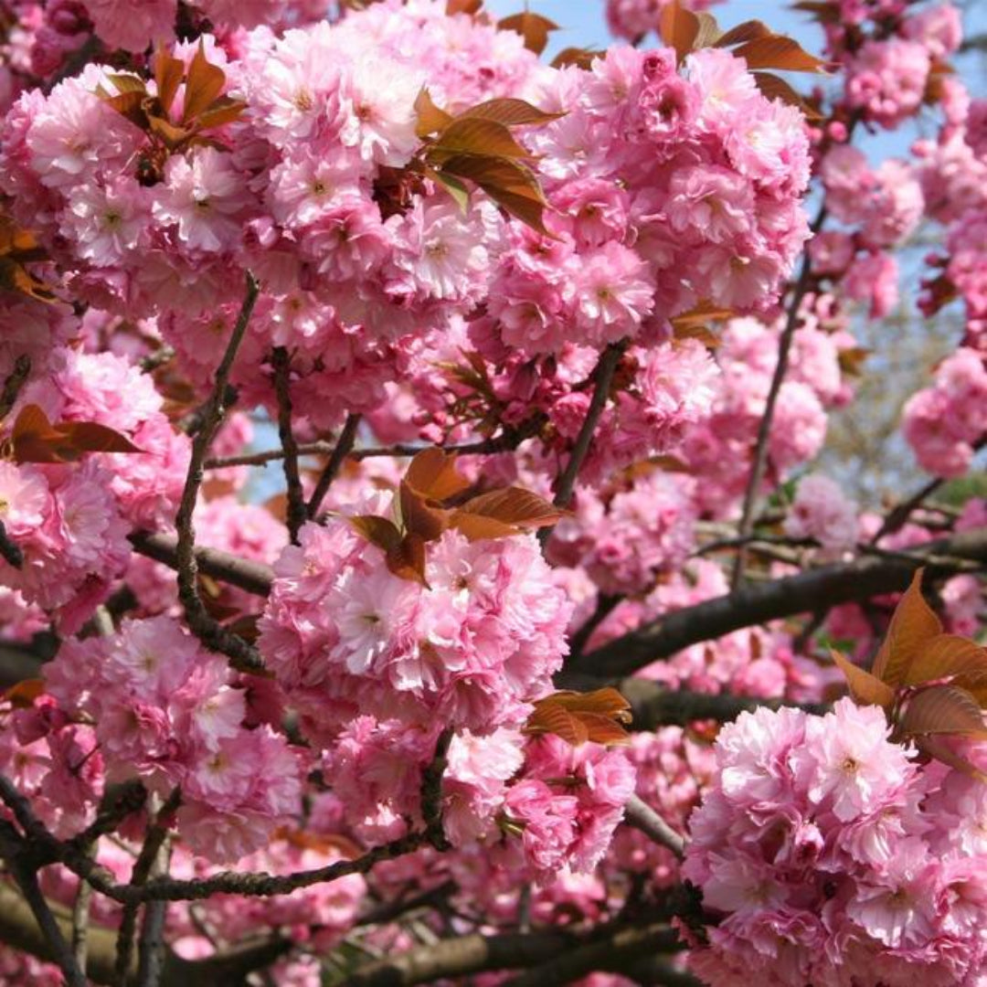 Kwanzan Cherry Tree highlighting rich pink layered blossoms.