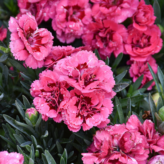 Dianthus Oscar 'Cherry Velvet' – flowering shrub