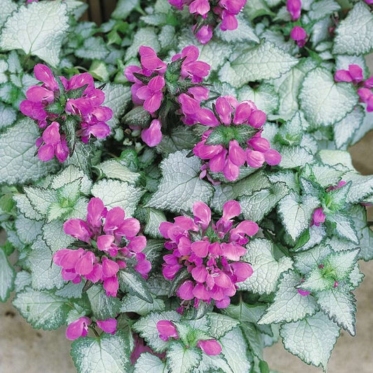 Lamium maculatum 'Red Nancy' – evergreen