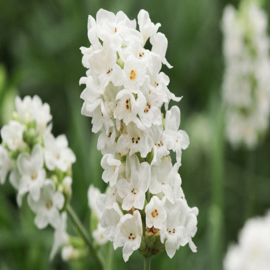 Lavandula 'Ellagance Snow' Lavender – evergreen shrub