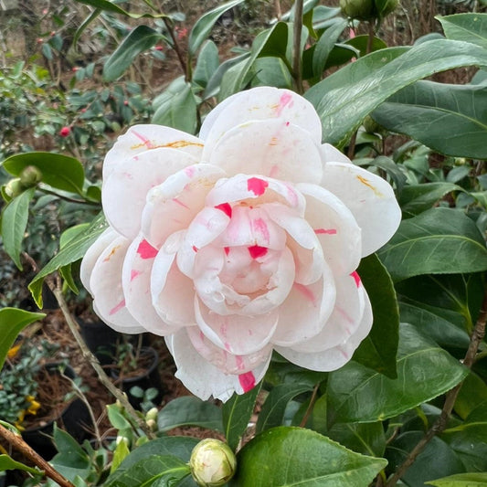 La Peppermint Camellia Japonica Bloom Close-Up